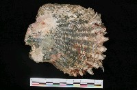 藏品(黑蝶珍珠蛤)的圖片